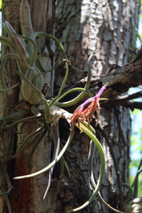 Tillandsia caput-medusae