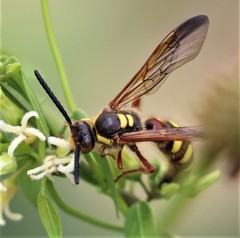 Colpa octomaculata