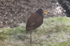 Jacana