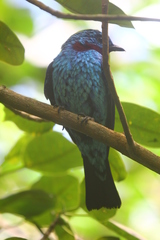 Cotinga