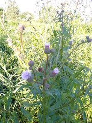 Cirsium arvense