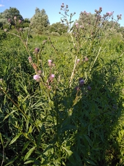 Cirsium arvense