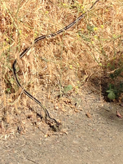 Masticophis lateralis