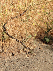 Masticophis lateralis