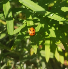 Harmonia axyridis