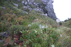 Elegia racemosa