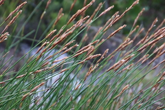 Elegia racemosa