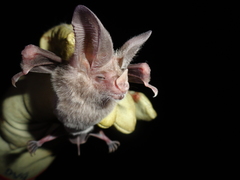 Macrotus waterhousii