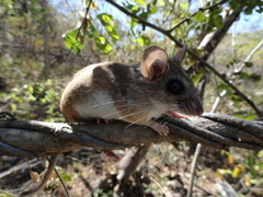 Peromyscus melanophrys