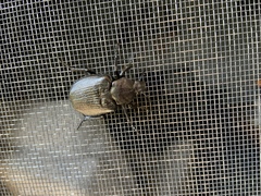 Osmoderma scabra
