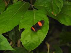 Heliconius melpomene