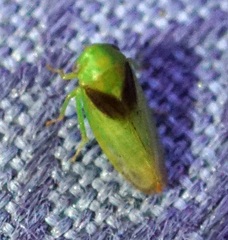 Macropsis osborni