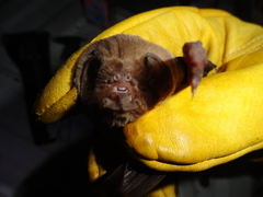 Mormoops megalophylla