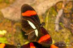Heliconius melpomene rosina