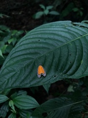 Pseudatteria volcanica