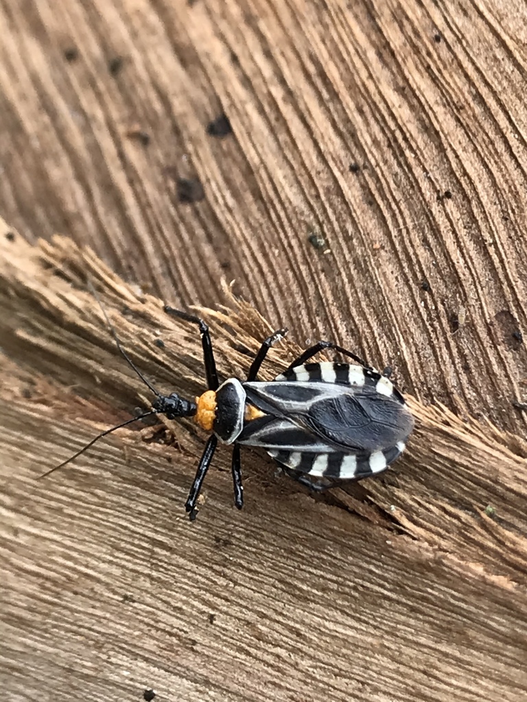 Castolus multicinctus