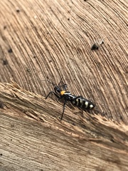 Castolus multicinctus