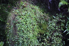 Centella eriantha