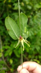 Oxypetalum banksii