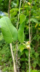 Oxypetalum banksii