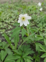Anemonoides nemorosa