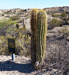 Trichocereus terscheckii