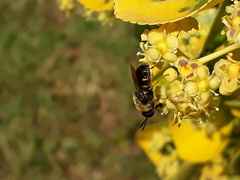 Stratiomys longicornis