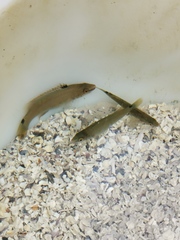 Ctenolabrus rupestris