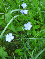 Linum nervosum
