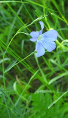 Linum nervosum