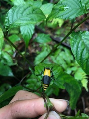 Chauliognathus tripartitus