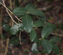 Chionanthus foveolatus