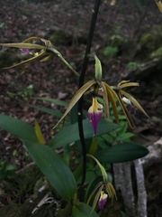 Prosthechea brassavolae