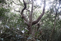 Chionanthus foveolatus