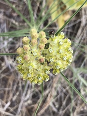 Asclepias rusbyi