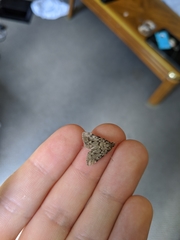 Aglossa pinguinalis