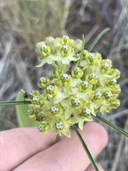 Asclepias rusbyi