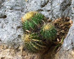 Ferocactus glaucescens