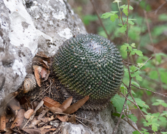 Mammillaria orcuttii