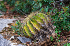 Ferocactus glaucescens