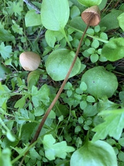 Conocybe semiglobata