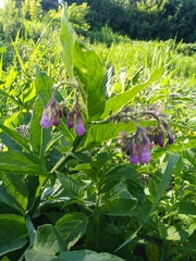 Symphytum officinale