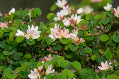 Bauhinia coulteri