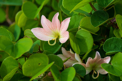 Bauhinia coulteri