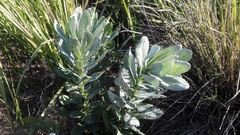 Senecio lanceus