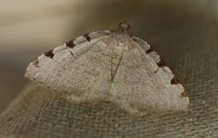 Macaria coortaria