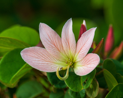 Bauhinia coulteri