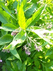 Symphytum officinale