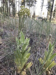 Asclepias rusbyi