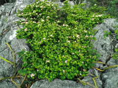 Bauhinia coulteri